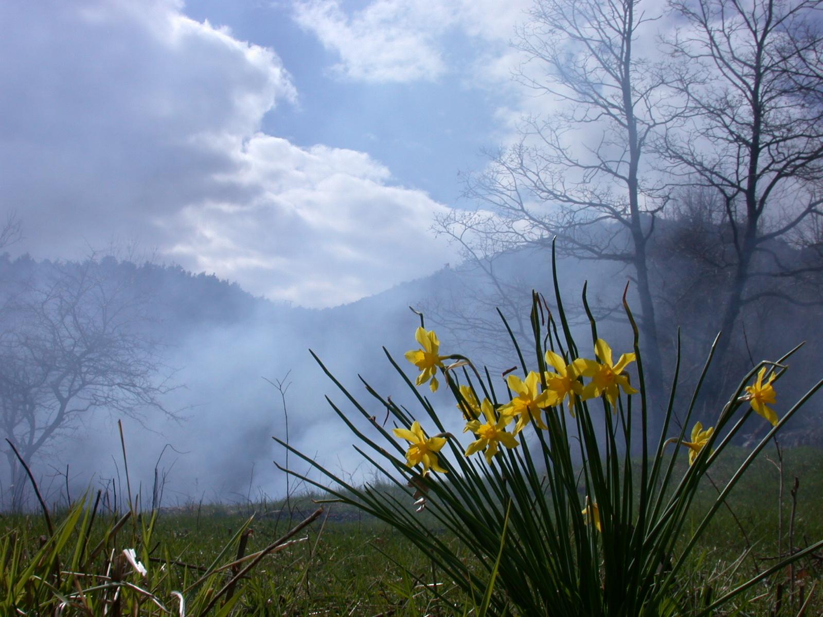 Jonquilles du printemps...
