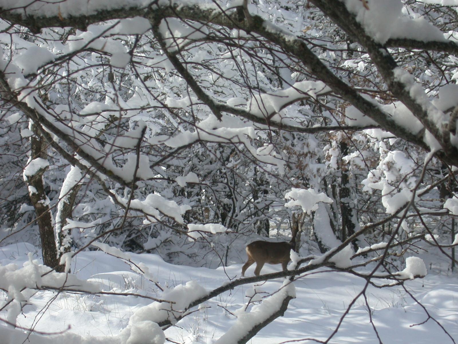 Visiteur hivernal...